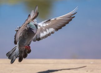India captured spy pigeon from Pakistan