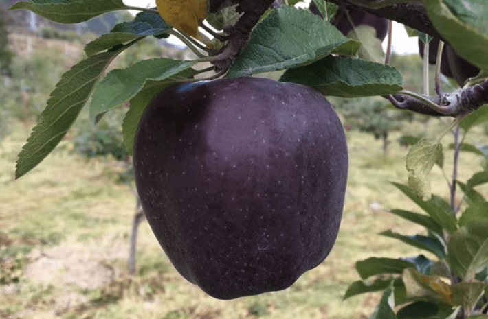 Back Diamond Apples are processed, undergo many tests