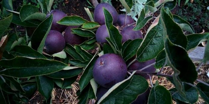 Deep-purple Apples are hard to grow.
