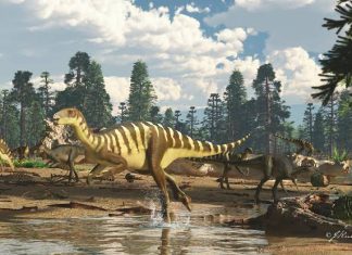 A new Dinosaur Unearthed in Australia