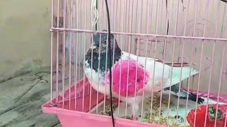 Spy pigeon appeared to be in Pink patches over its feathers.