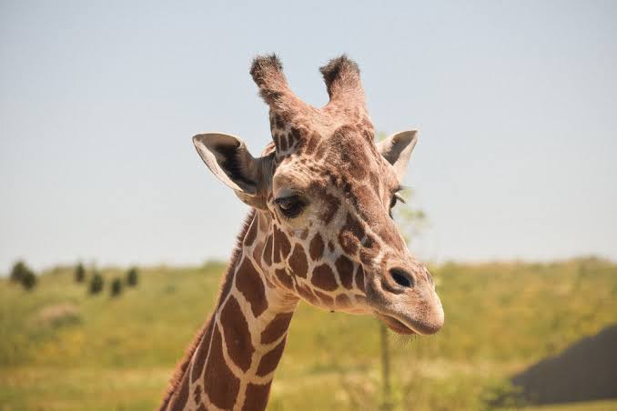 male giraffes show homosexual activity.