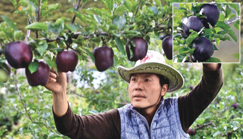 to harvest such apples on steeps as it gets life taking risk to the farmers.