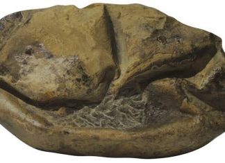 Fossil egg Linked with a Massive Marine Reptile