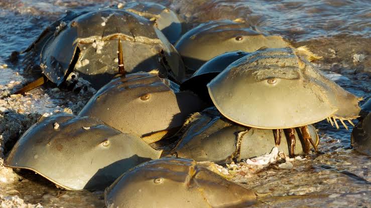 Horseshoe crabs gathered at an atlantic ocean beach.