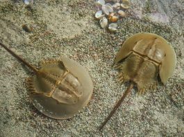 A  Horseshoe Crab is an invertebrate animal that is considered to be the combination of a scorpion and a spider of the same kingdom of animals, Arthropoda. Horseshoe crabs are used to benefit humans and wildlife.