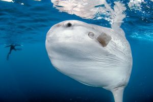 Researchers Studied Massive Ocean Sunfish Has Itty Bitty Larval Form 