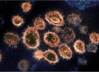 Mutation Making Coronavirus More Dangerous Mutation Making Coronavirus More Dangerous