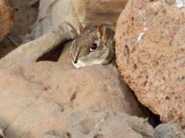 Elephant Shrew Rediscovered After 50 Years In Africa