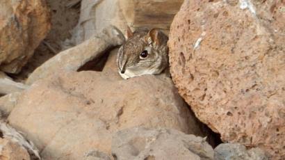 Elephant Shrew Rediscovered After 50 Years In Africa
