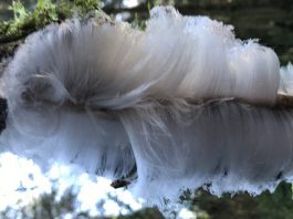 Hair Ice: 'Candy Floss Ice' A Rare Phenomenon