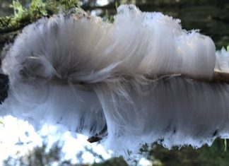 Hair Ice: ‘Candy Floss Ice’ A Rare Phenomenon Hair Ice: 'Candy Floss Ice' A Rare Phenomenon