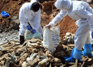 Avian Flu: Birds Slaughtering Across India