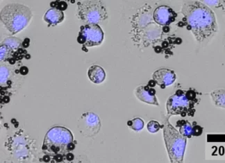 Cancer immunotherapy gets a boost from microbubbles