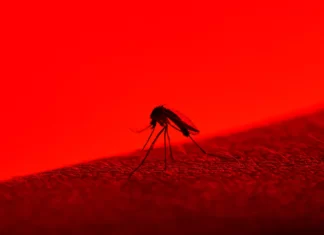 This Fake Skin Fools Mosquitoes—to Fight the Diseases They Spread